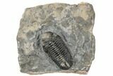 Spiny Phacopid (Drotops Armatus) Trilobite - Perfectly Prone #196640-5